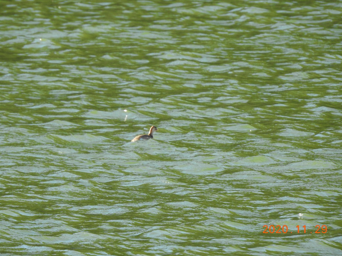 Little Grebe - ML287871171