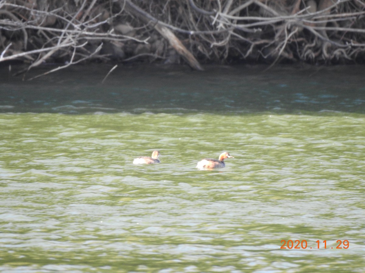 Little Grebe - ML287871231