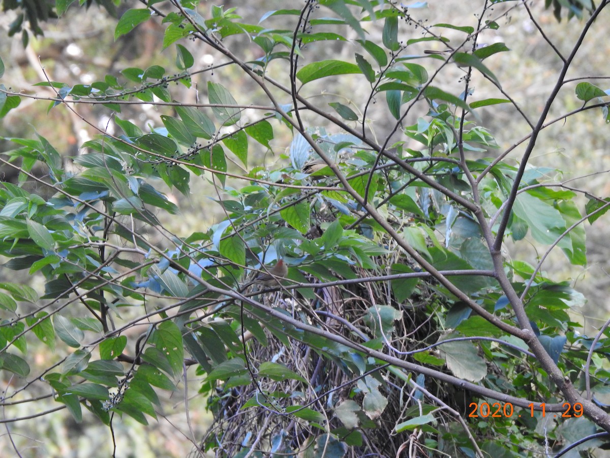 Rufous-capped Babbler - ML287871261