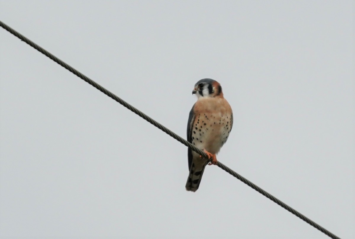 American Kestrel - Sunil Thirkannad