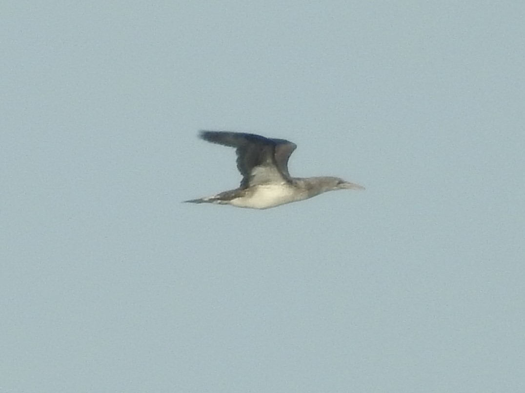 Northern Gannet - Jeffrey Gammon