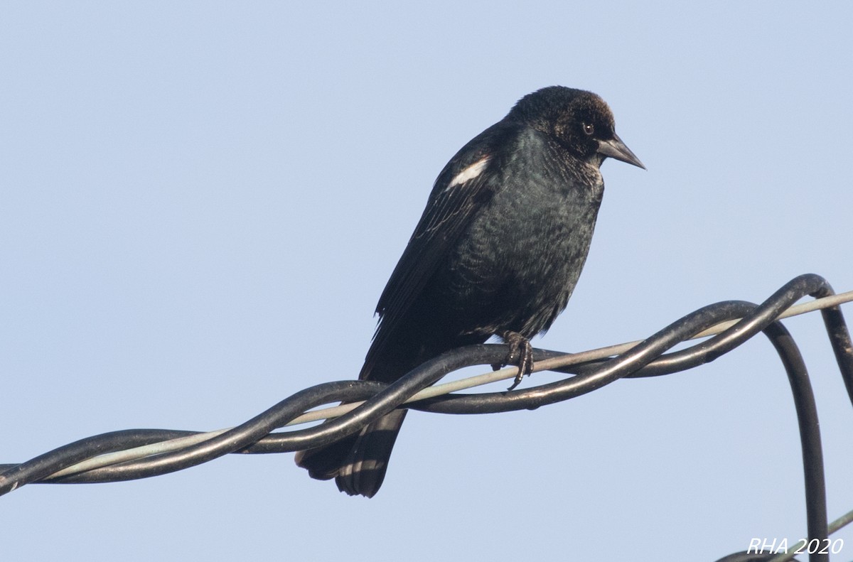 Tricolored Blackbird - ML287874561