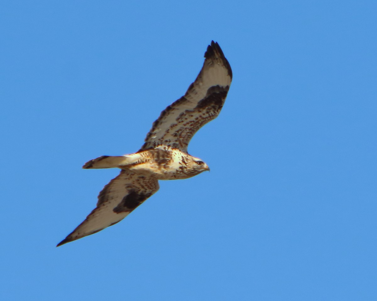 Rough-legged Hawk - ML287874921