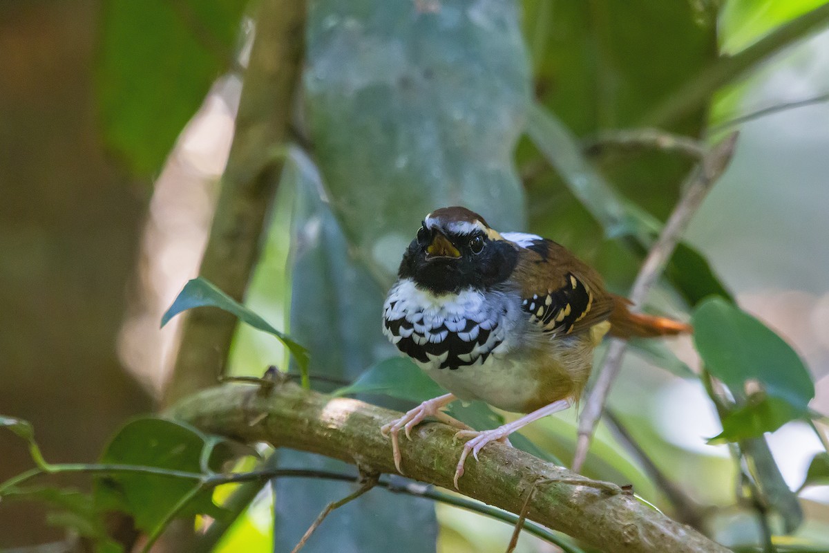 White-bibbed Antbird - Gabriel Bonfa