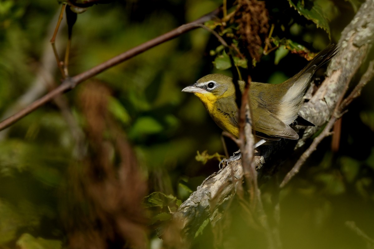 Yellow-breasted Chat (virens) - ML287876201