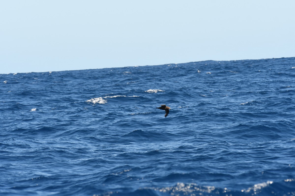 Great-winged/Gray-faced Petrel - ML287876951