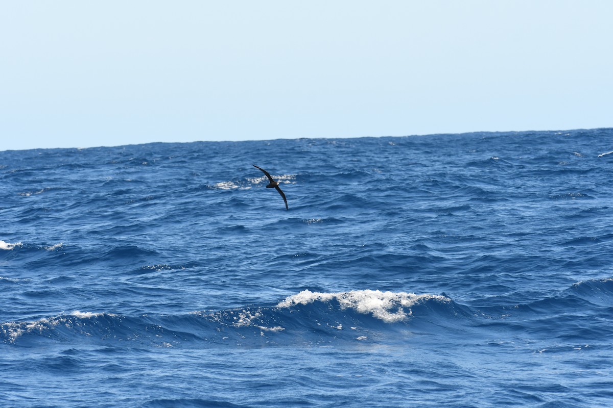 Great-winged/Gray-faced Petrel - ML287877001