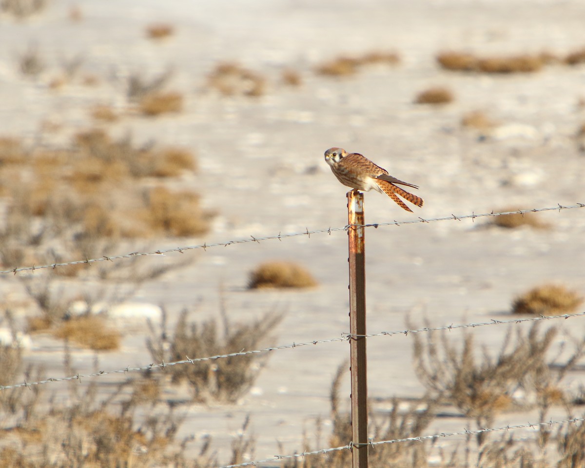 American Kestrel - Cullen Clark