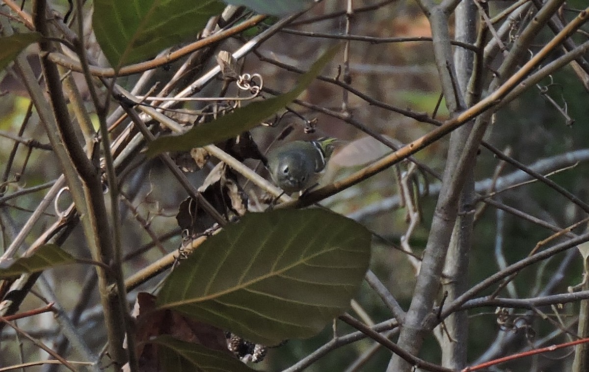 Ruby-crowned Kinglet - ML287877651