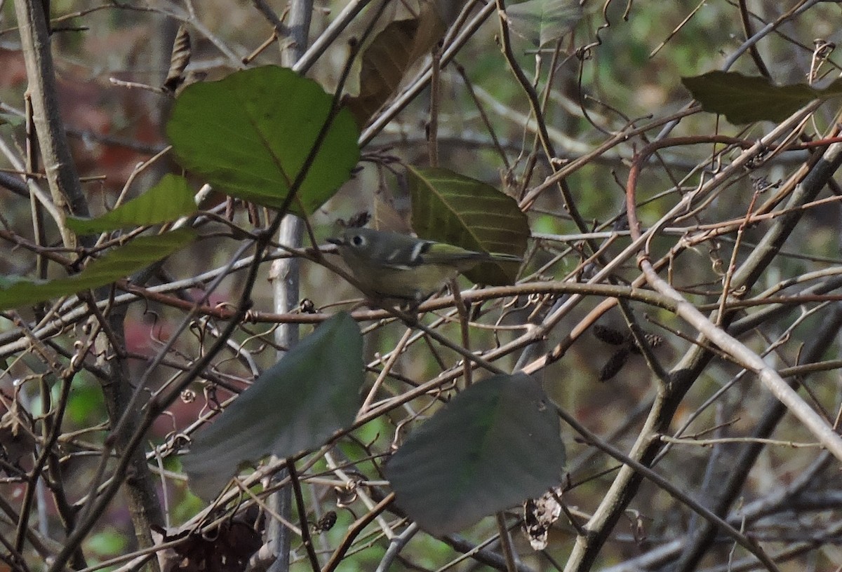 Ruby-crowned Kinglet - Matthew Campbell