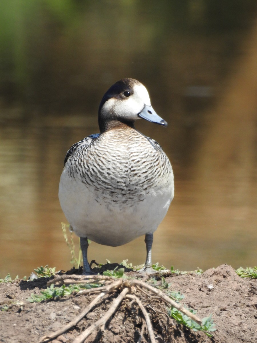 Chiloe Wigeon - Paloma Lazo