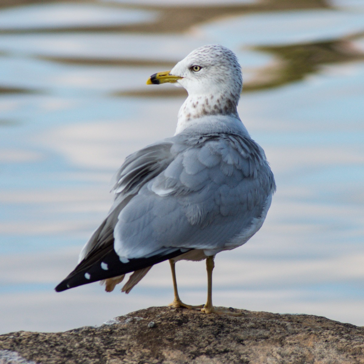 Ring-billed Gull - ML287880051