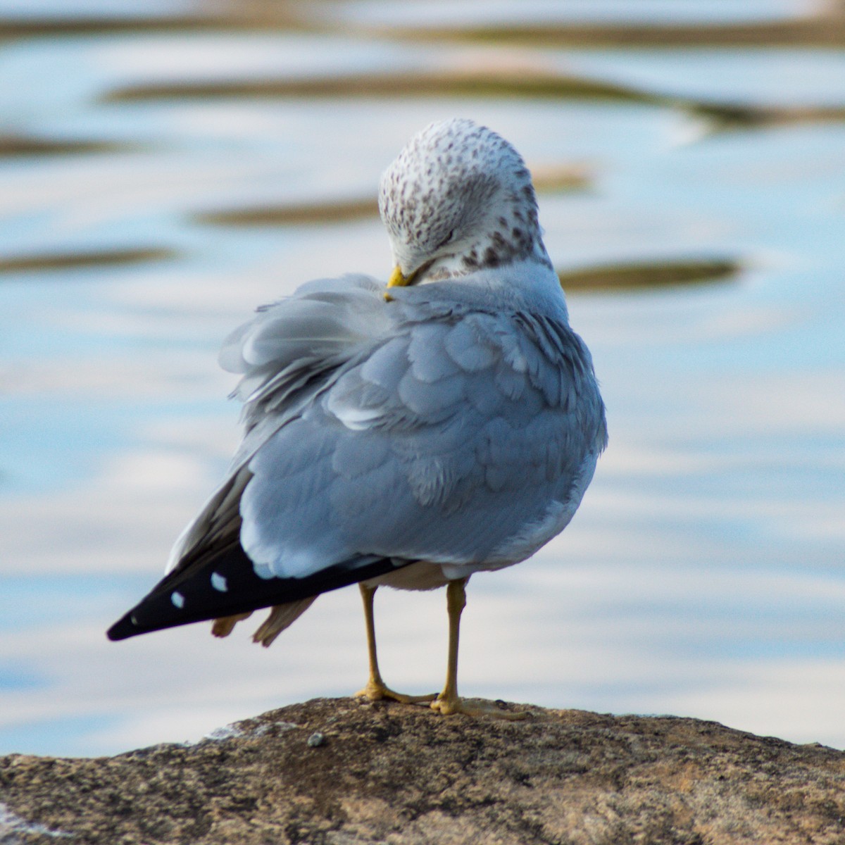 Ring-billed Gull - ML287880071