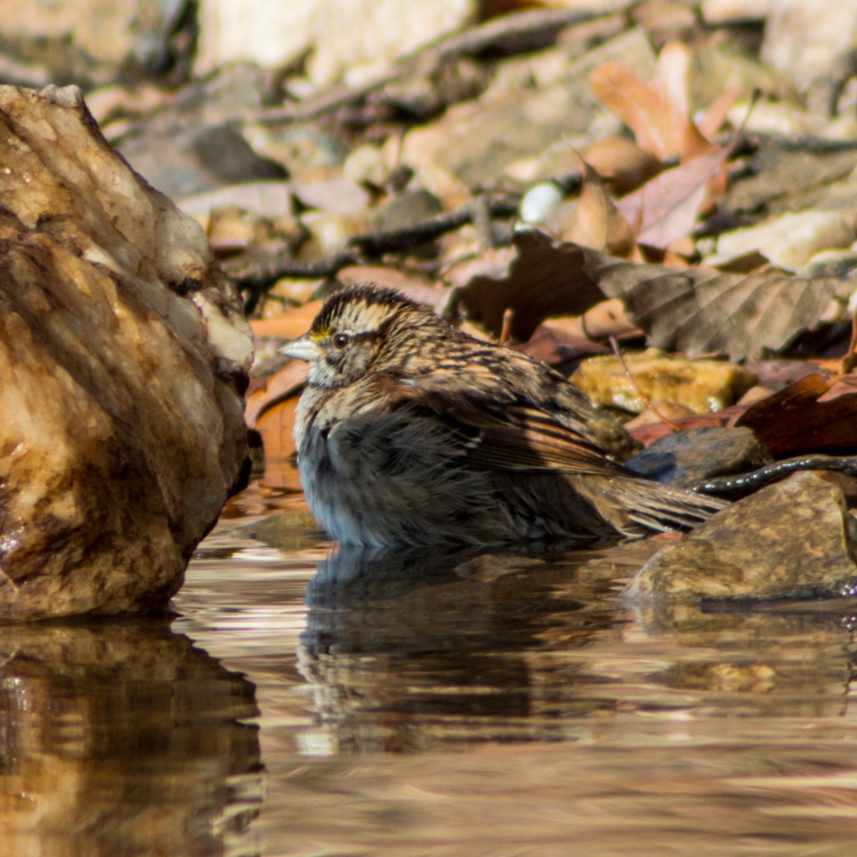 White-throated Sparrow - ML287880091