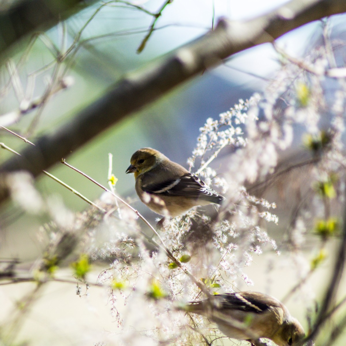 American Goldfinch - ML287880571