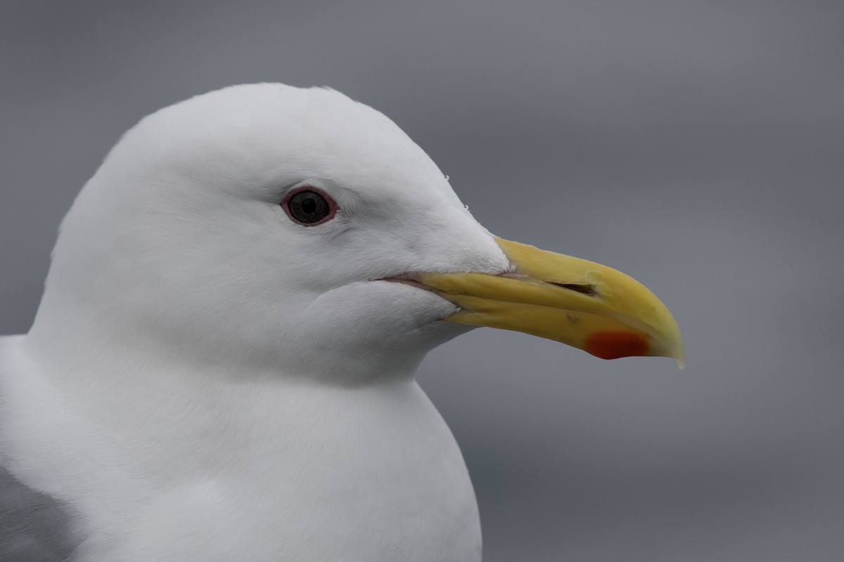 Glaucous-winged Gull - Josiah Verbrugge