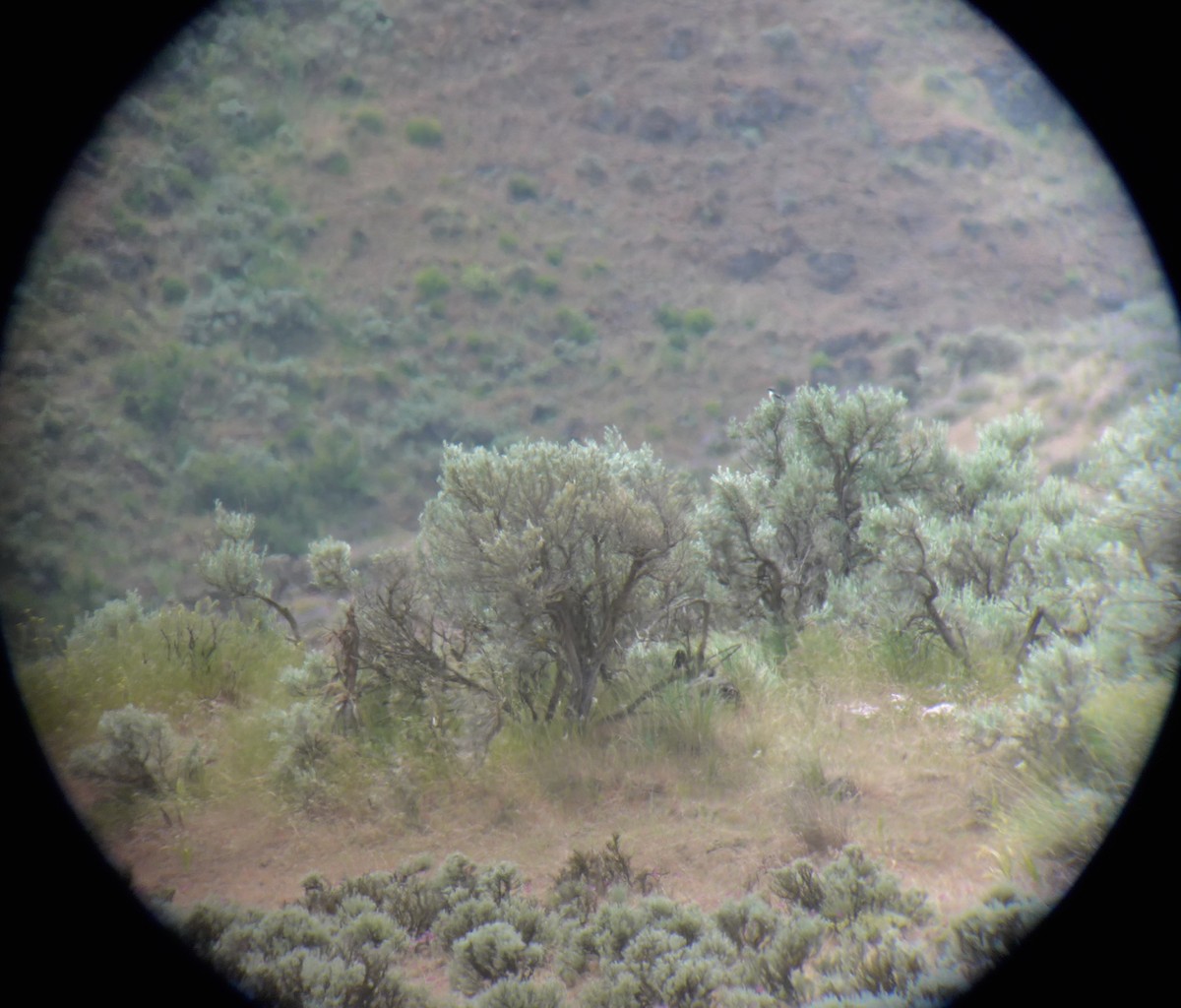 Loggerhead Shrike - ML28788191