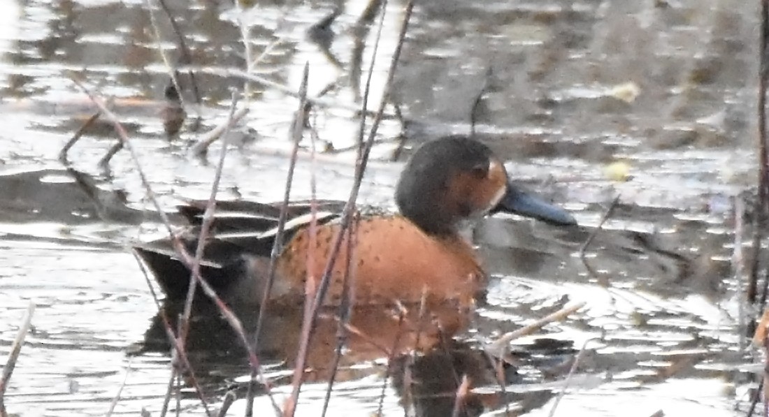 Blue-winged Teal x Northern Shoveler (hybrid) - ML28788221