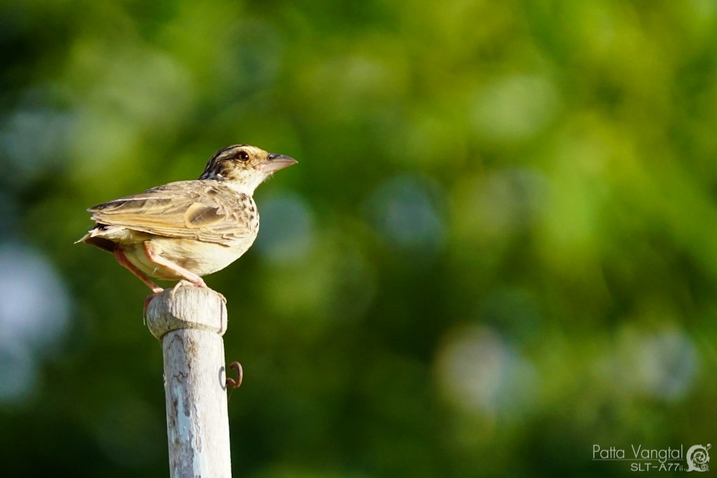 Indochinese Bushlark - ML28788331