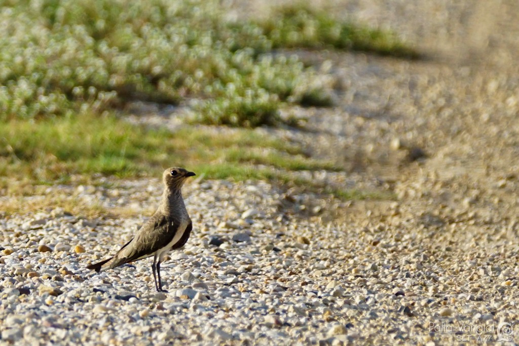 Oriental Pratincole - ML28788381