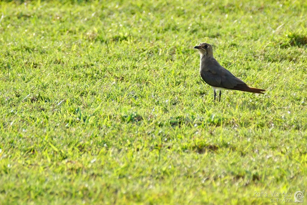 Oriental Pratincole - ML28788391