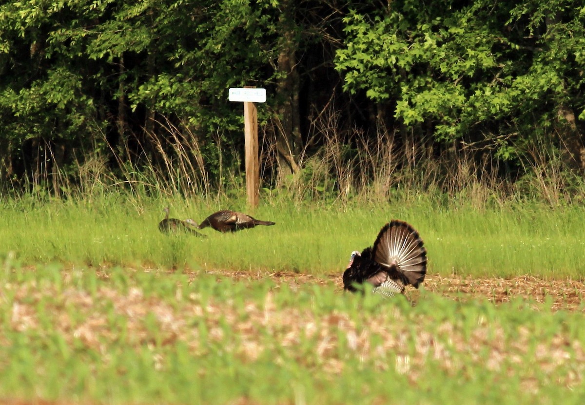 Wild Turkey - ML28788551