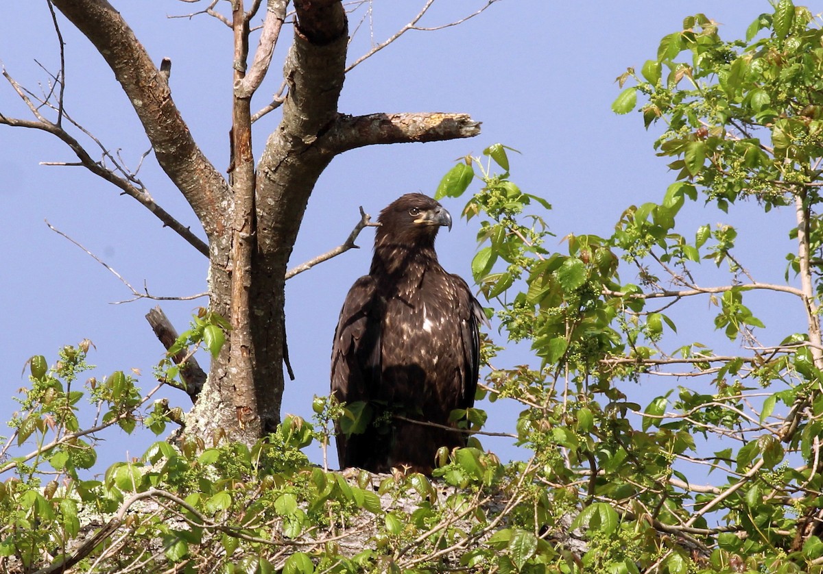 Bald Eagle - ML28788661