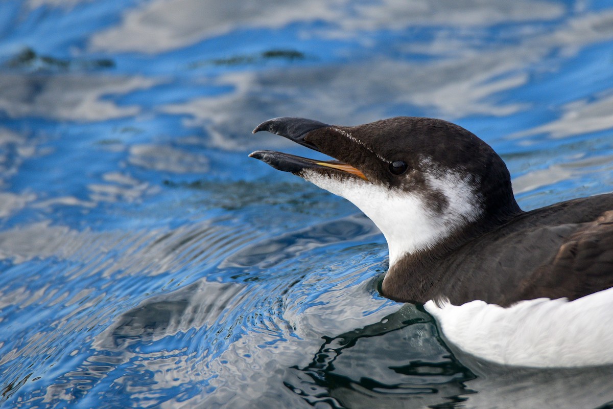 Razorbill - ML287886661