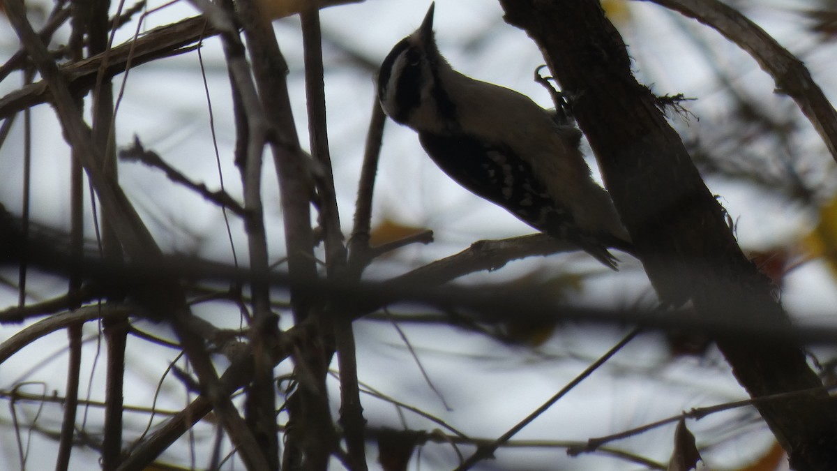 Downy Woodpecker - Vidhya Sundar