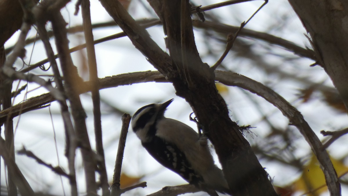 Downy Woodpecker - Vidhya Sundar