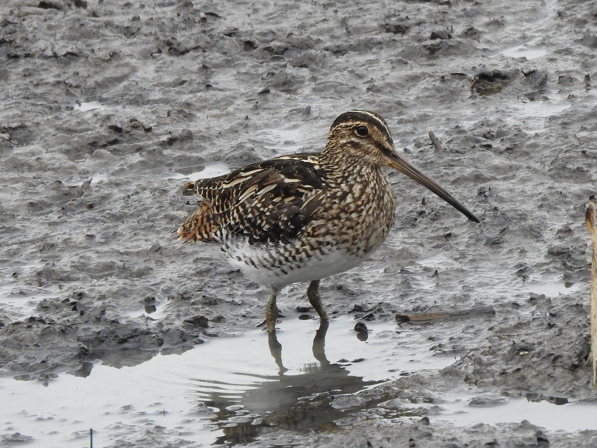 Pantanal Snipe - ML287888931