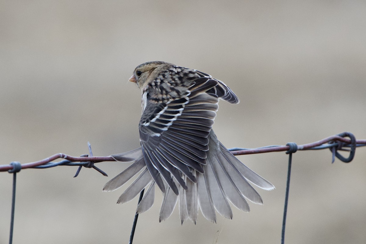 Harris's Sparrow - Dario Taraborelli