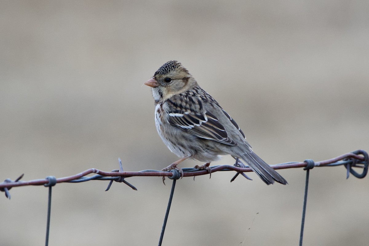 Harris's Sparrow - Dario Taraborelli