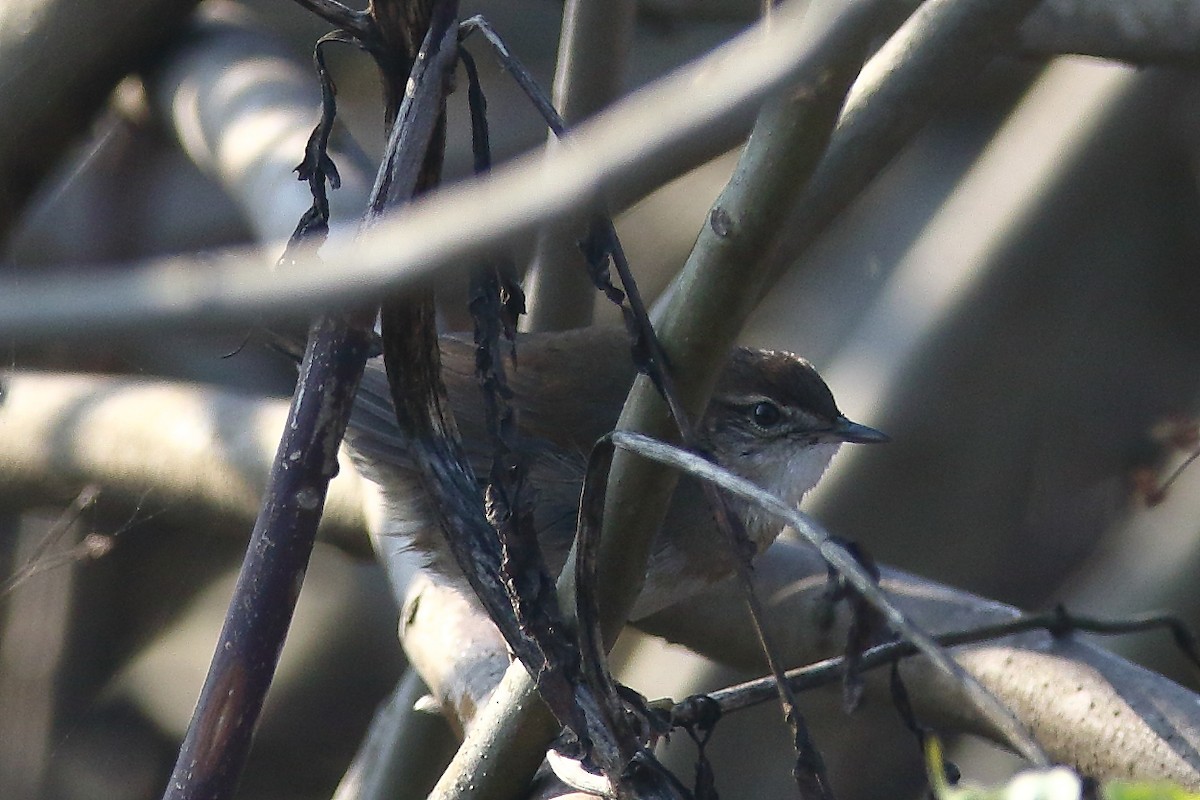 siwaliksanger - ML287889881