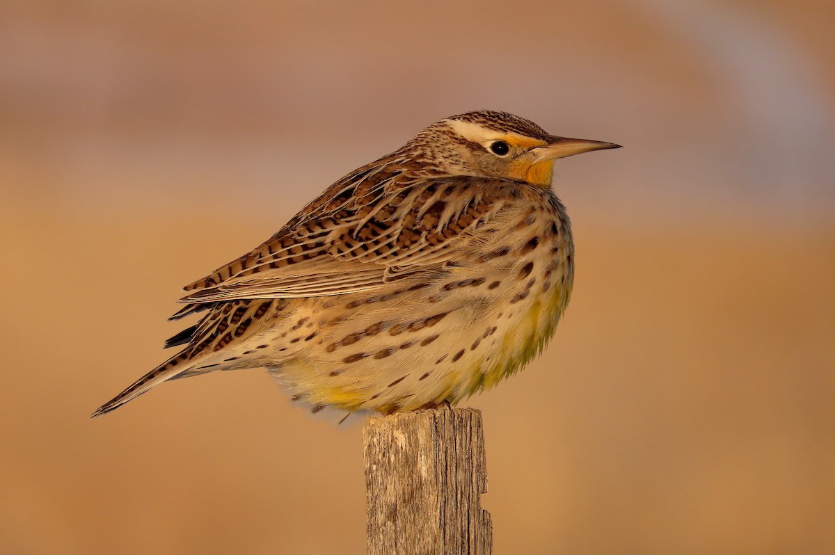 Western Meadowlark - ML287891991