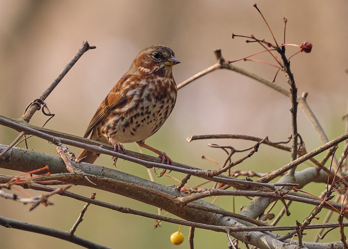 Fox Sparrow - ML287892191