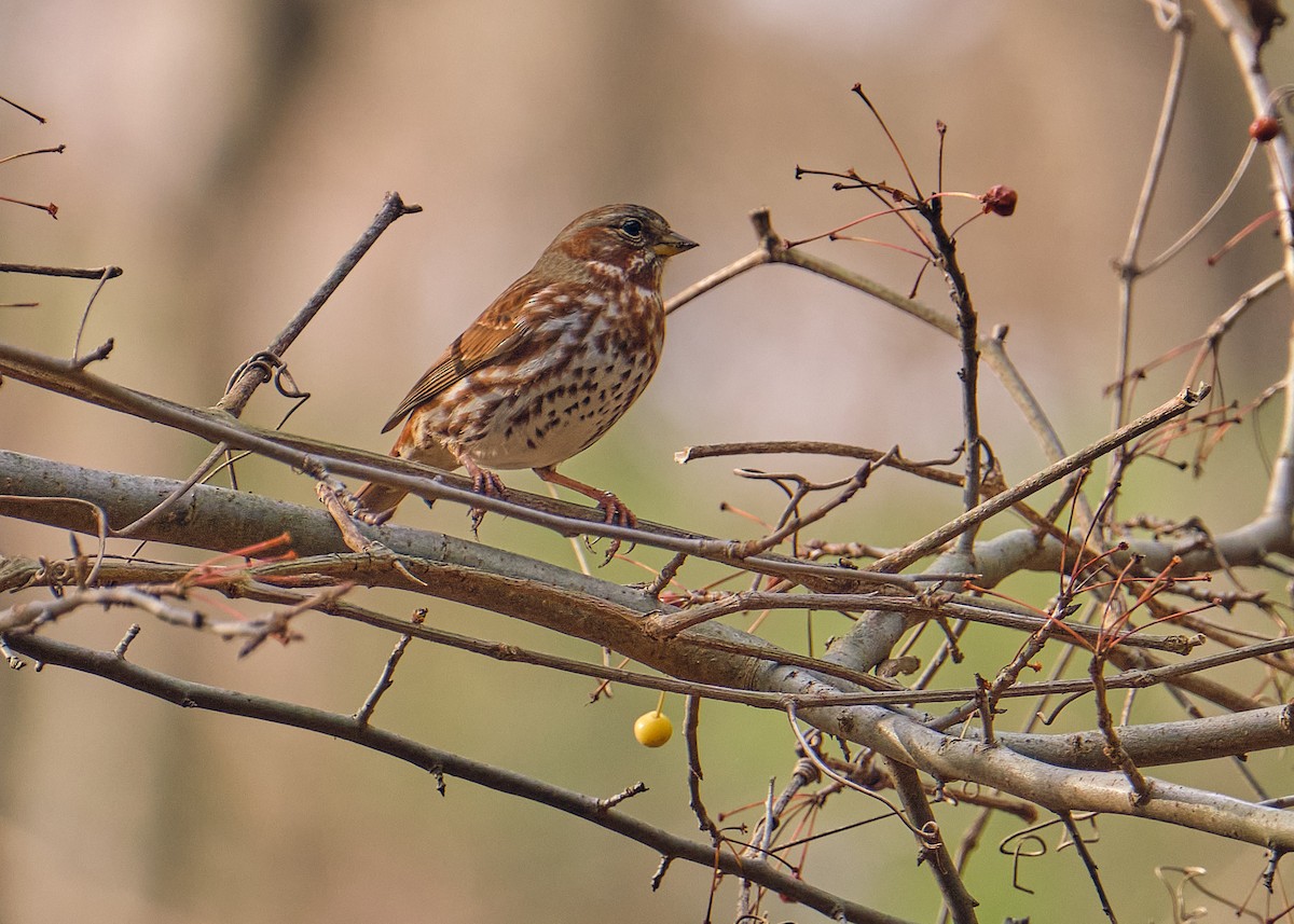 Fox Sparrow - ML287892201