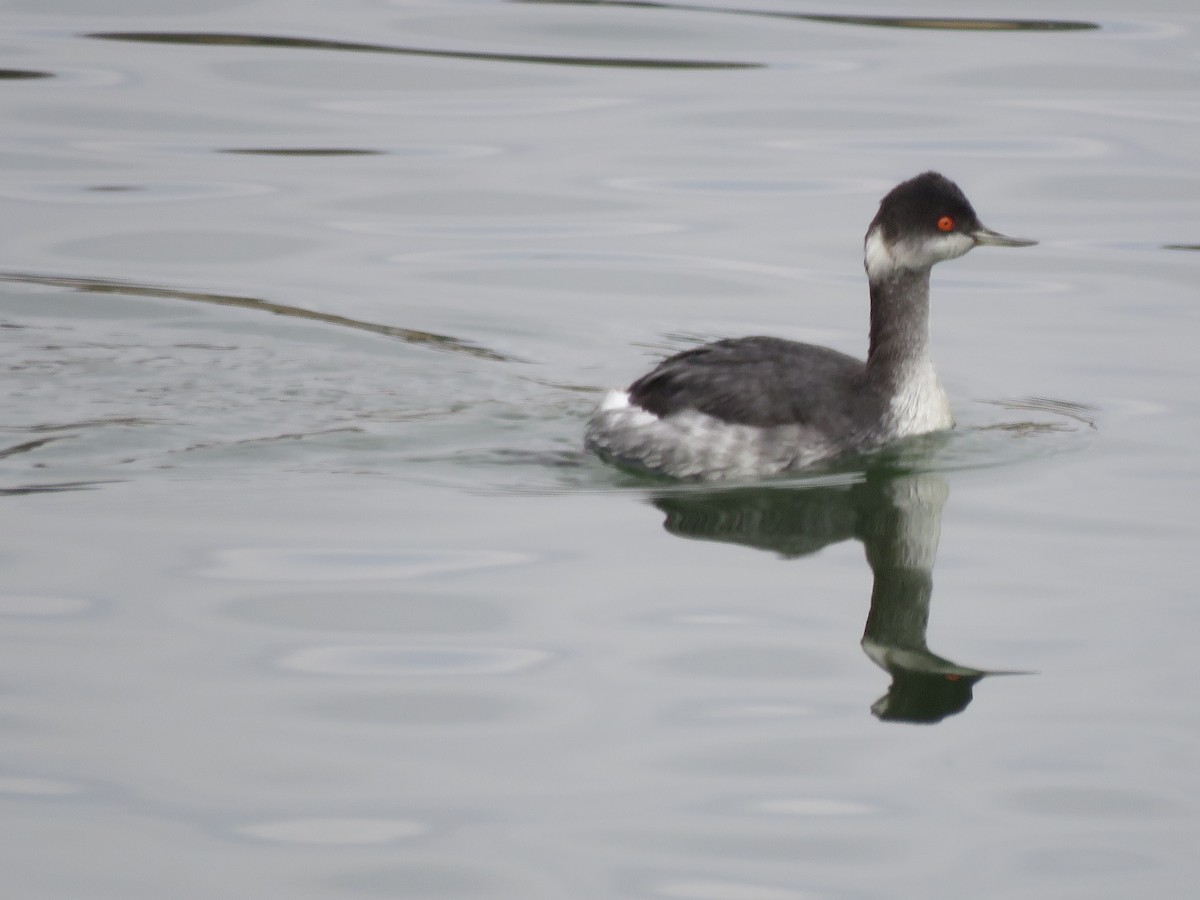 Eared Grebe - Martin Bern