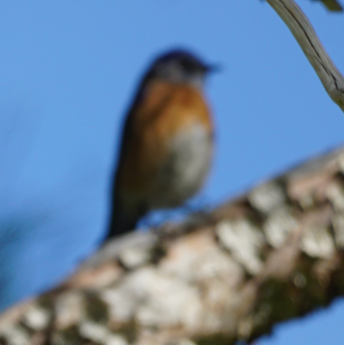 Blaukehl-Hüttensänger - ML287892421