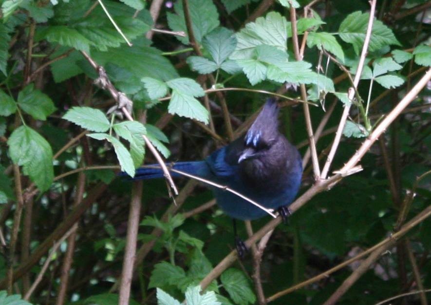 Steller's Jay - ML28789521