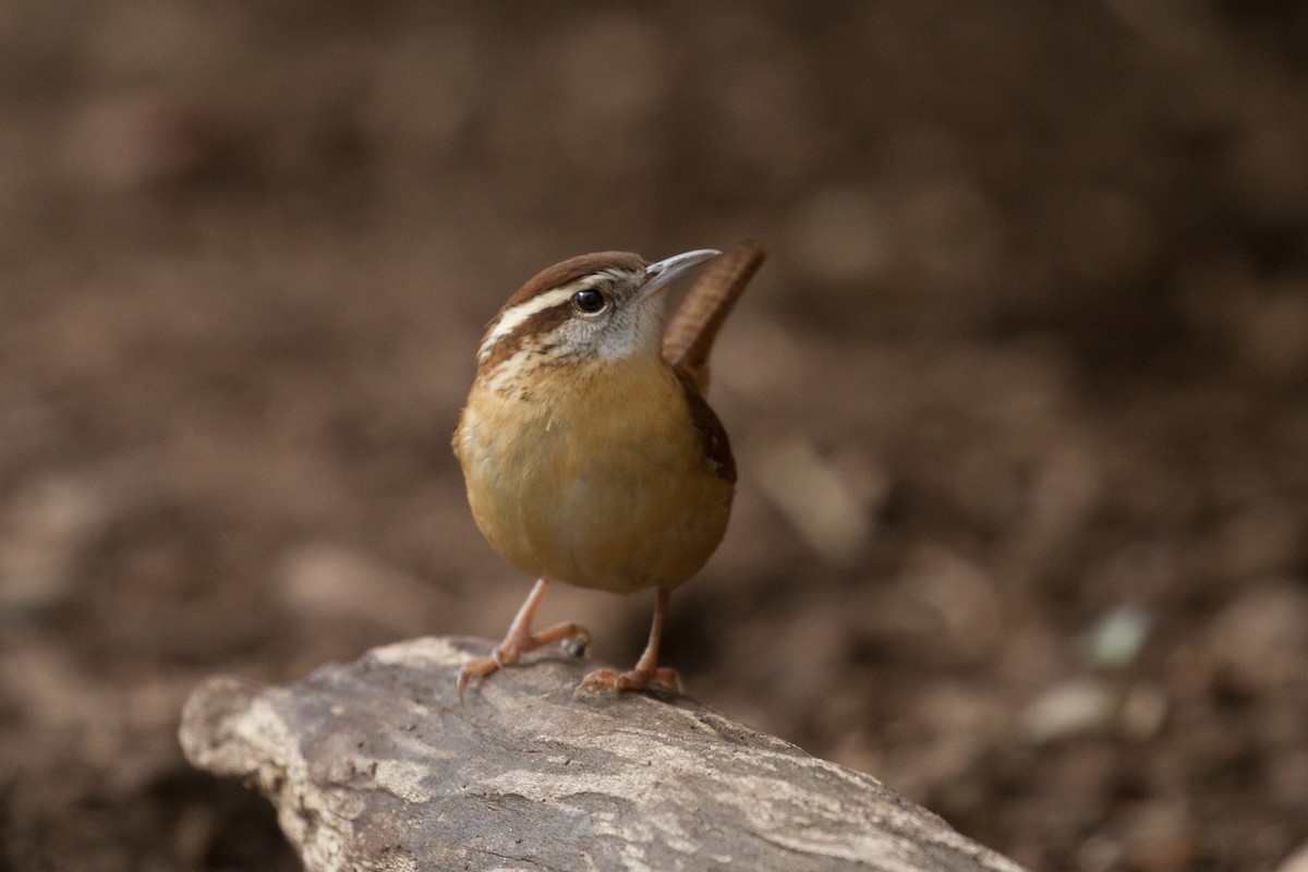 Carolina Wren - ML287895451