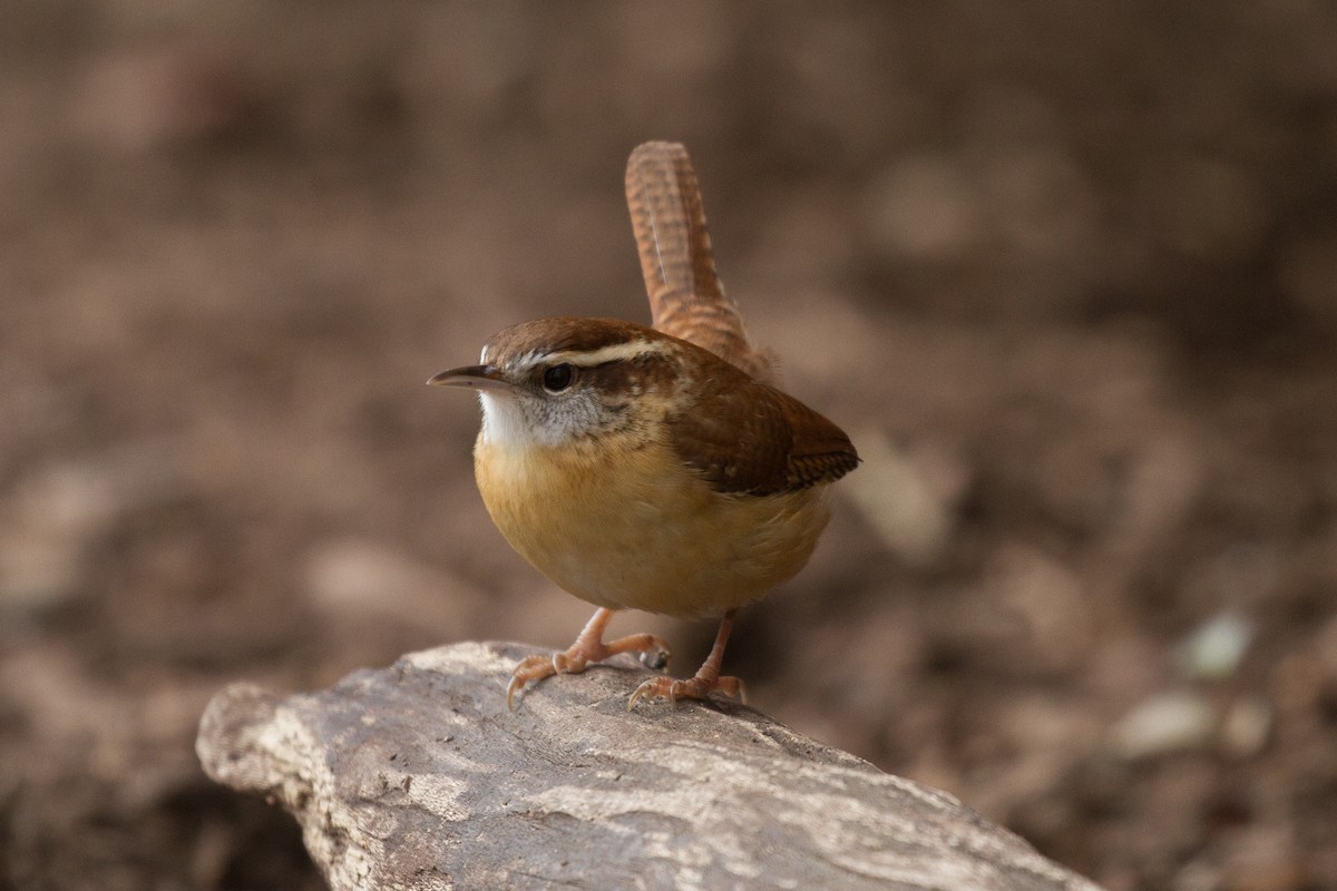 Carolina Wren - ML287895481