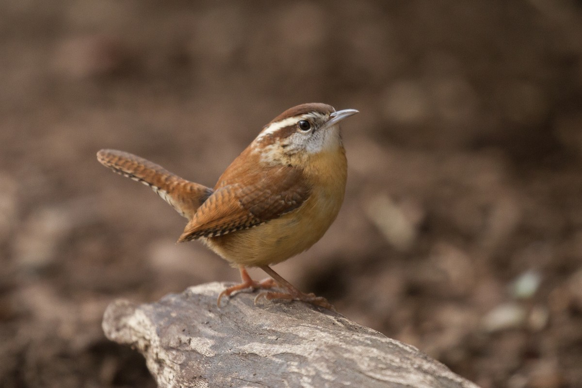 Carolina Wren - ML287895511