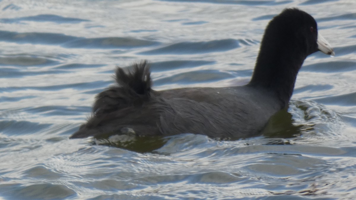 American Coot - ML287900651