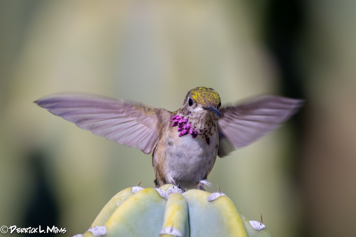 Calliope Hummingbird - ML287900921