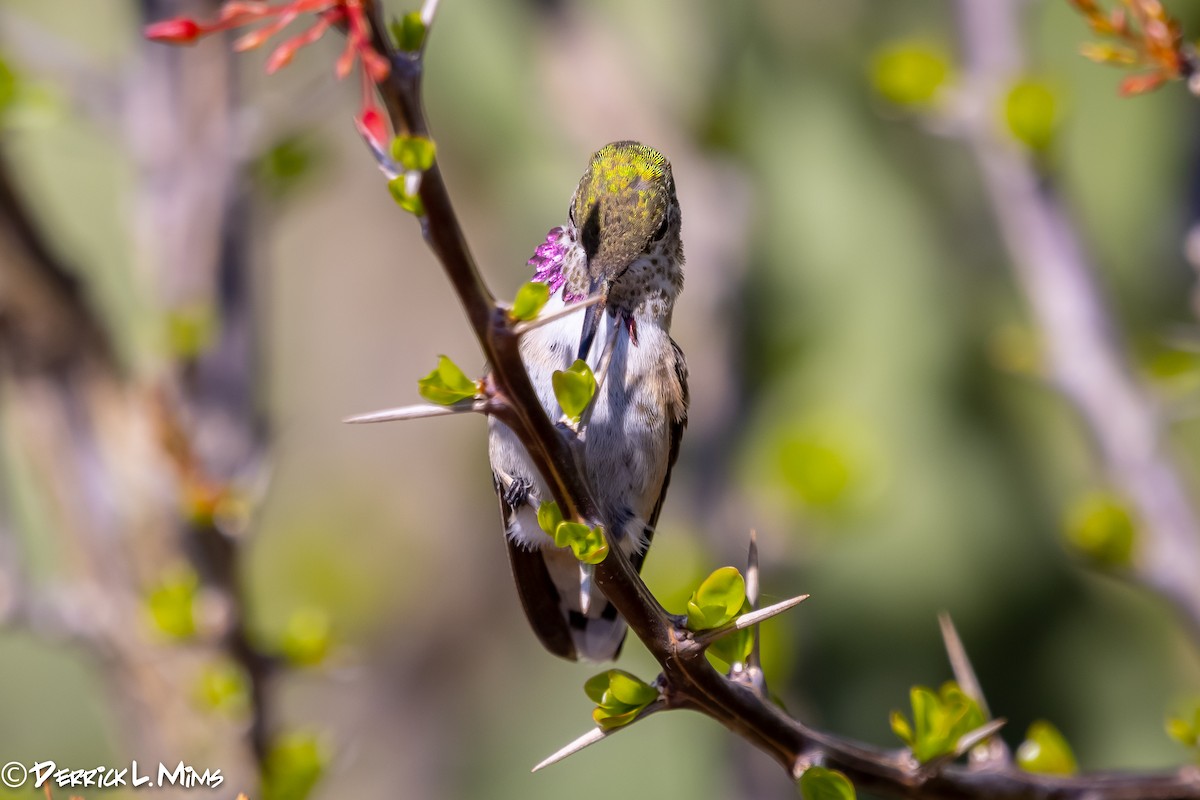 Calliope Hummingbird - ML287900931