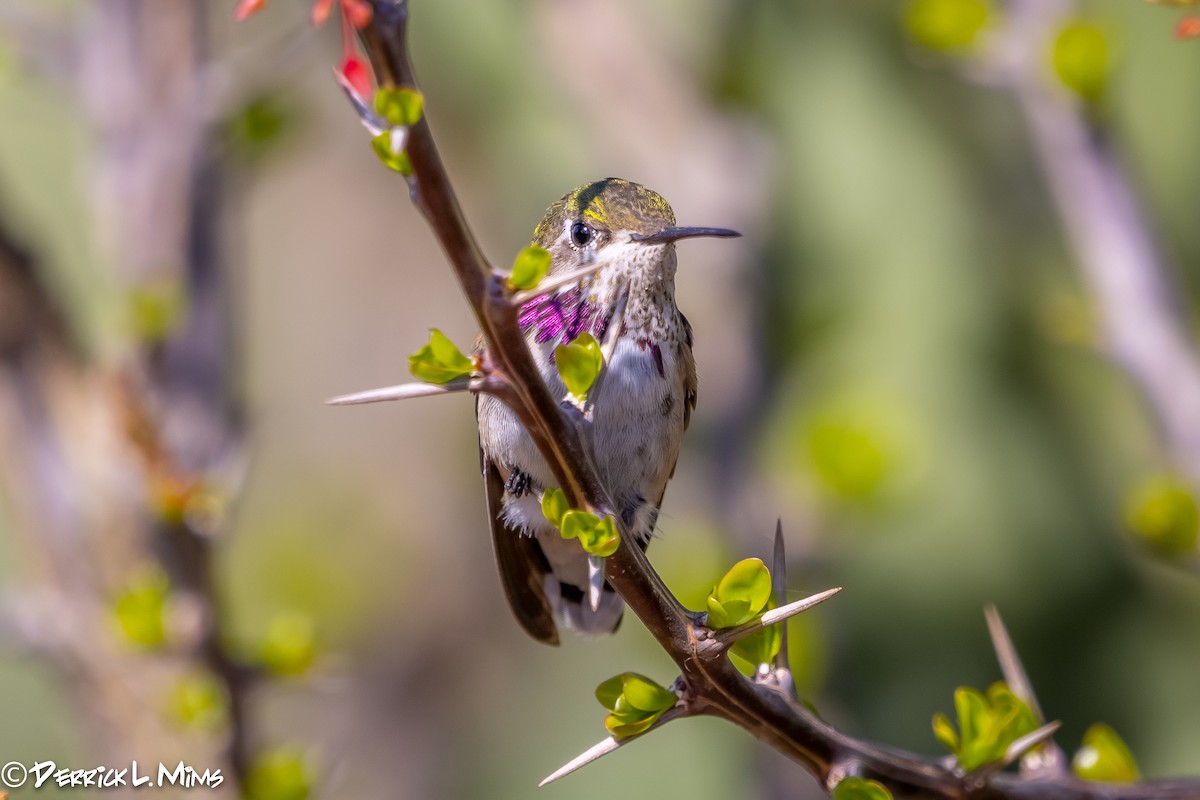 Calliope Hummingbird - ML287900941