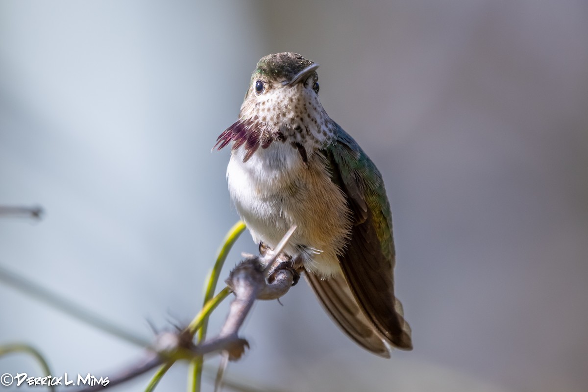 Calliope Hummingbird - ML287900991