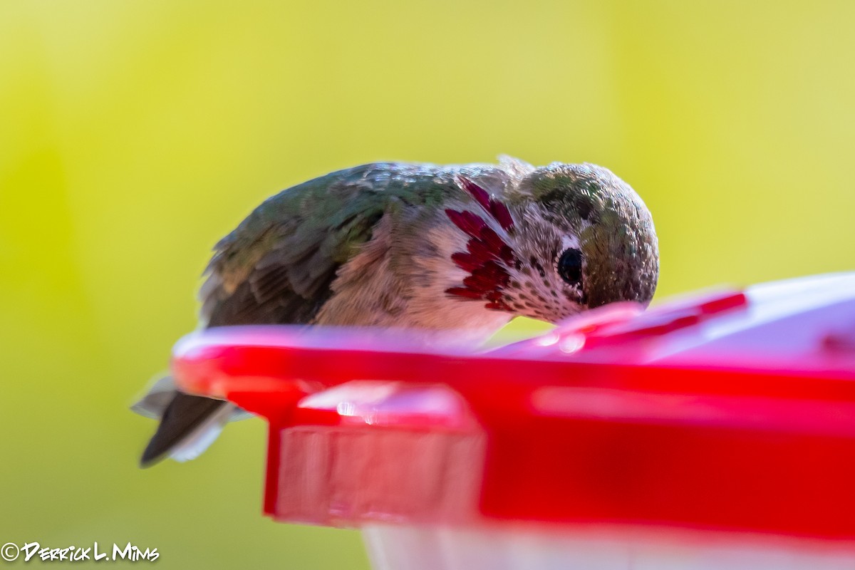 Calliope Hummingbird - ML287901001