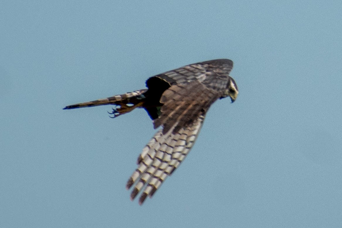 Long-winged Harrier - ML287901561